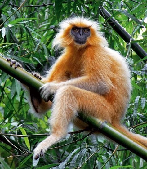 Golden Monkey in Tanzania